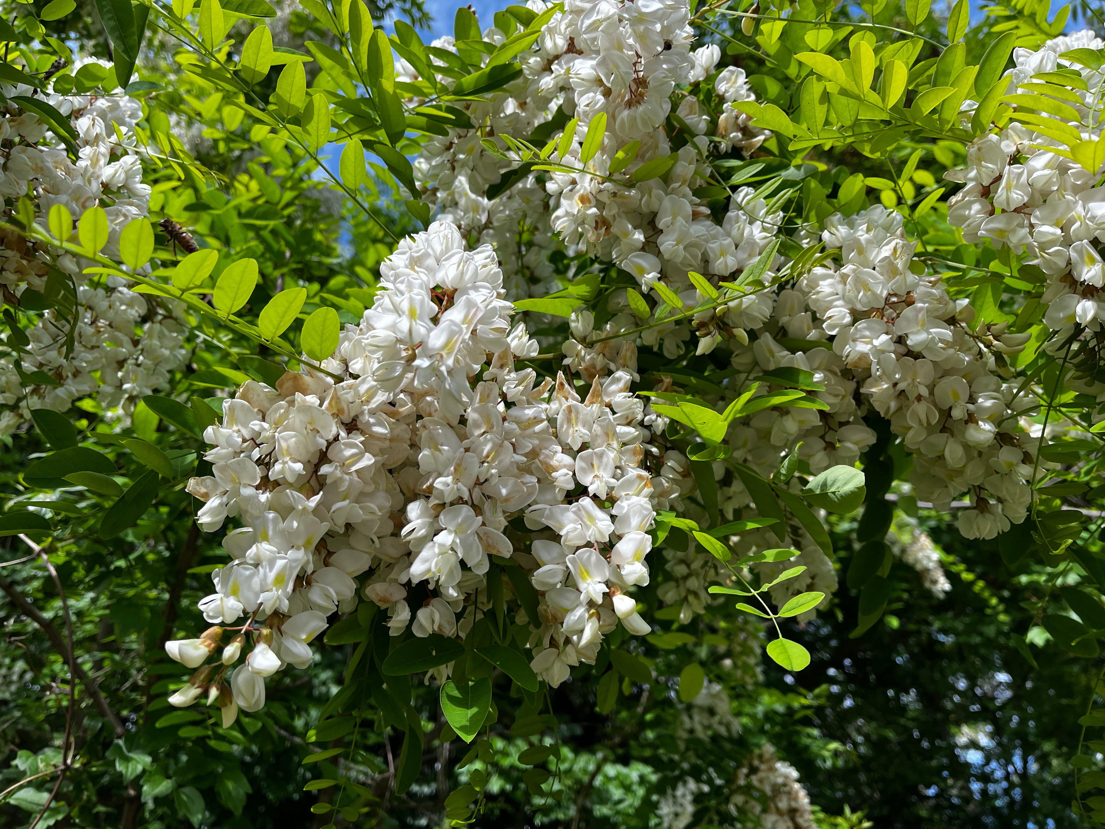 Miel d'Or • Acacia - Tilleul