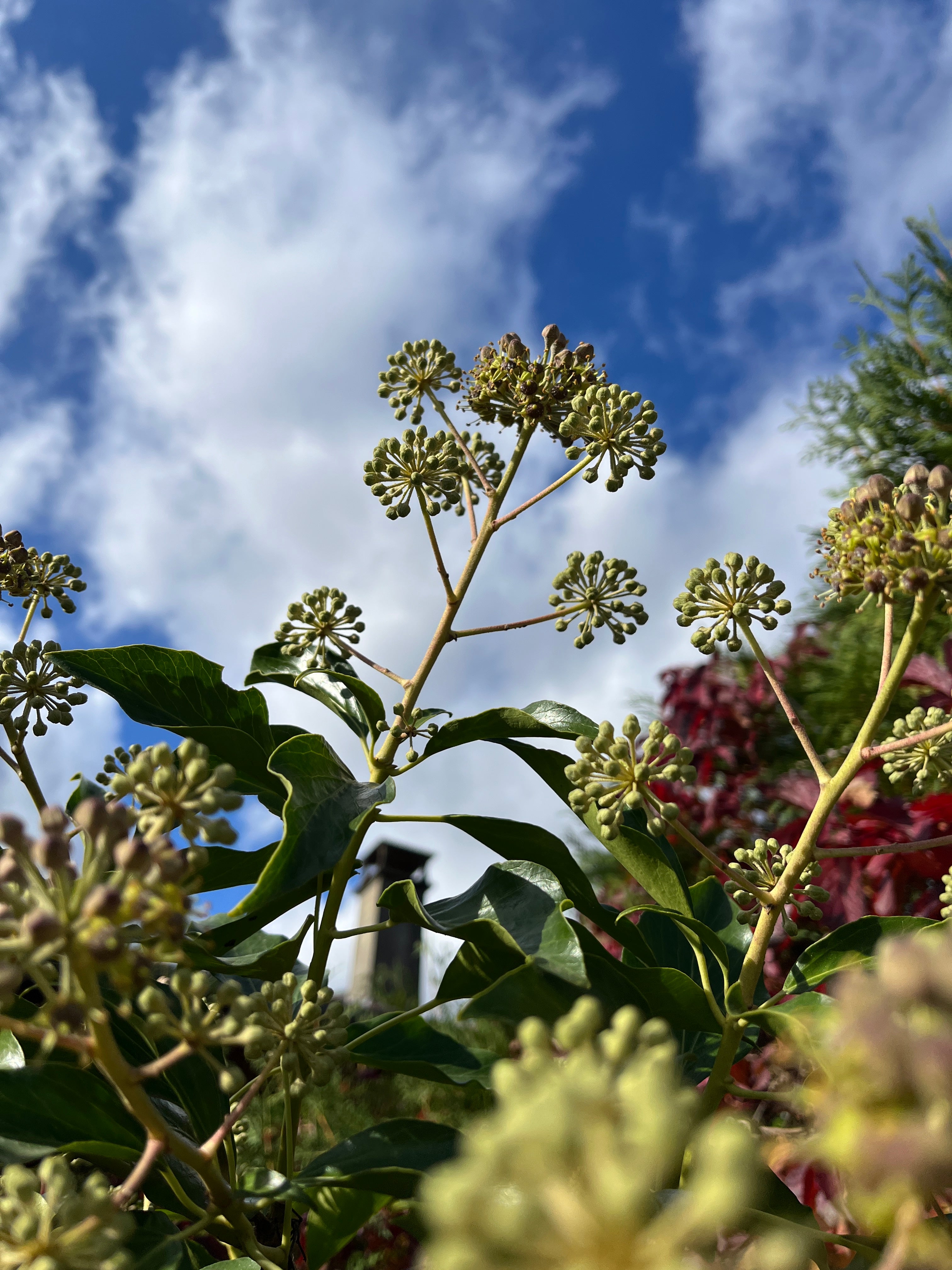 Miel Crémeux d'Automne • Lierre et Fleurs d'Automne