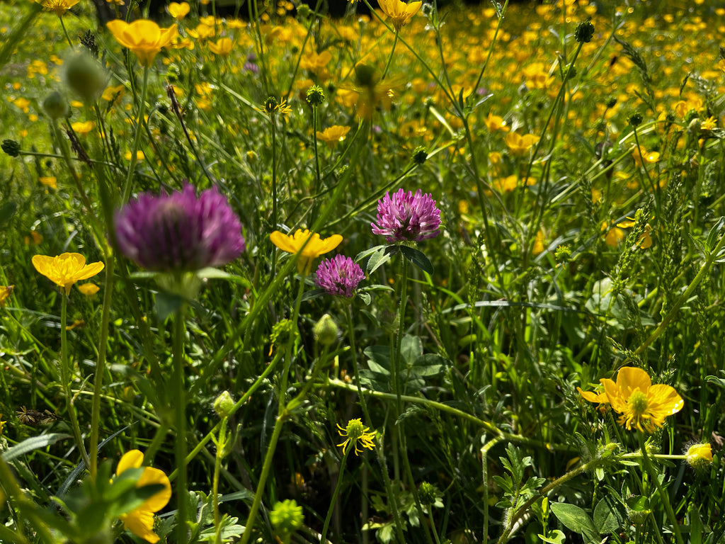 Miel de Fleurs Médaillé d'Argent 2024